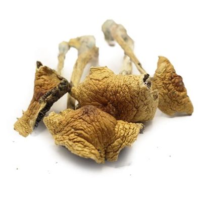 African Transkei Magic Mushrooms Buy Shrooms Online - We are Your #1 Trusted Online Store