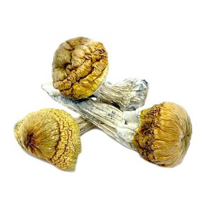 Buy Treasure Coast Mushrooms - Your #1 Trusted Online Store