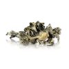 Maitake Magic Mushroom Buy Maitake Mushrooms - Your #1 Trusted Shrooms Store Online