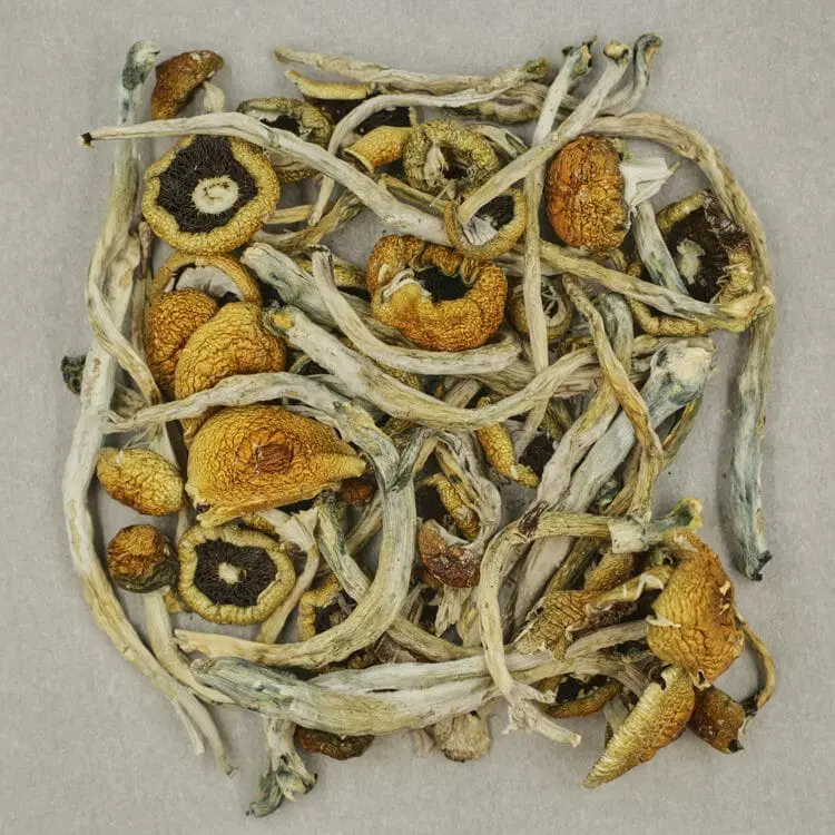 Costa Rican Magic Mushrooms Buying Psychedelic Mushrooms - Your #1 Trusted Location