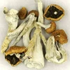 Creeper Magic Mushrooms Where Can You Buy Shrooms - Your #1 Trusted Online Store