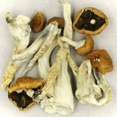 Creeper Magic Mushrooms Where Can You Buy Shrooms - Your #1 Trusted Online Store