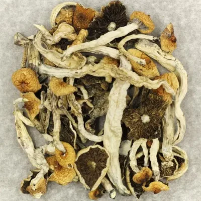 Cuban Magic Mushrooms Buy Magic Mushroom - Your #1 Trusted Location Store Online