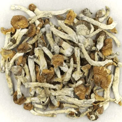 Buy Dry Magic Mushrooms - Your #1 Trusted Location Store