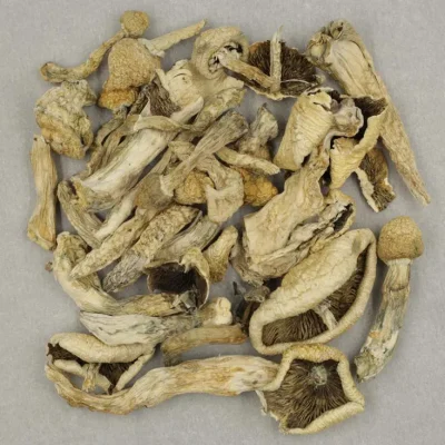 Our Magic Mushroom Shop - Your #1 Trusted Location Store