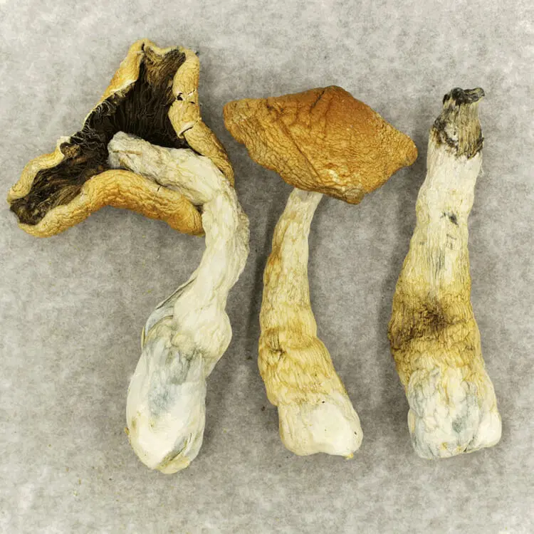 Koh Samui Magic Mushrooms Psilocybin Mushrooms Buy Online - Your #1 Trusted Store