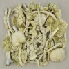 Albino Zilla Magic Mushrooms Buy Shroomies Near Me - Your #1 Trusted Location Online