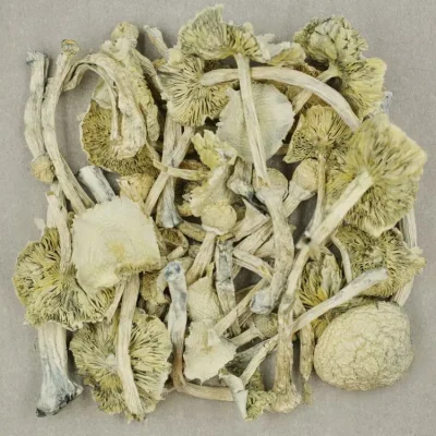 Albino Zilla Magic Mushrooms Buy Shroomies Near Me - Your #1 Trusted Location Online
