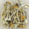 Amazonian Magic Mushrooms Mushrooms Psychedelic For Sale - Your #1 Trusted Store