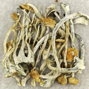 Mushrooms Psychedelic For Sale - Your #1 Trusted Store