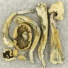 Atlantic Treasure Coast Magic Mushrooms Order Magic Mushrooms Online - Your #1 Trusted Location