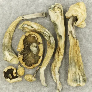 Order Magic Mushrooms Online - Your #1 Trusted Location