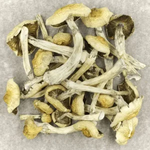 Buy Shrooms Online - Your #1 Trusted Store Online