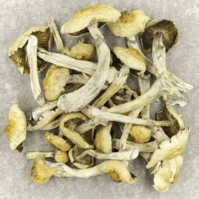 Blue Magnolia Rust Magic Mushrooms Buy Shrooms Online - Your #1 Trusted Store Online
