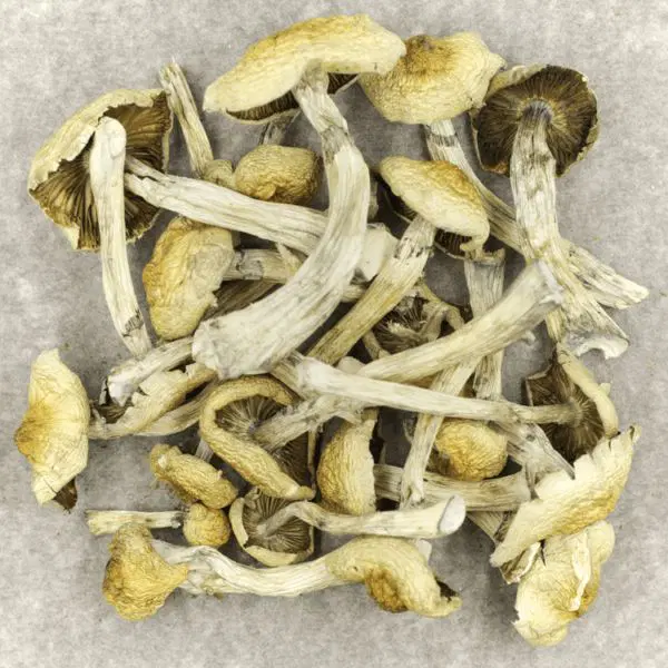 Blue Magnolia Rust Magic Mushrooms Buy Shrooms Online - Your #1 Trusted Store Online