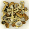Buying Psychedelic Mushrooms Online - Your #1 Trusted Store