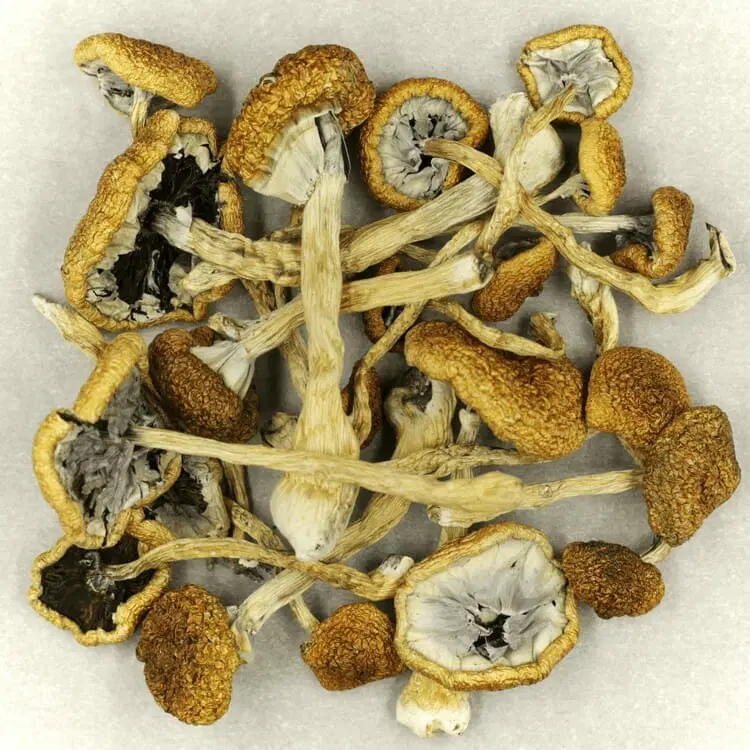 Cambodian Magic Mushrooms Buying Psychedelic Mushrooms Online - Your #1 Trusted Store