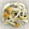 Chewtin Nepal Magic Mushrooms Psilocybin Mushrooms Where To Buy - Your #1 Trusted Store