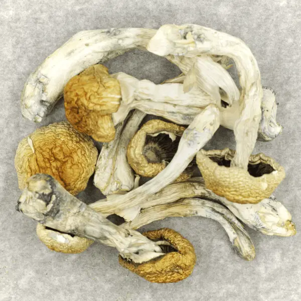 Chewtin Nepal Magic Mushrooms Psilocybin Mushrooms Where To Buy - Your #1 Trusted Store
